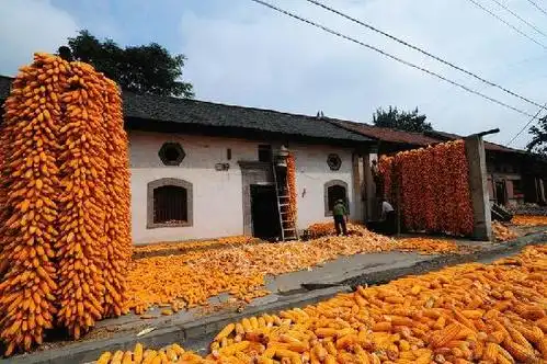 今年大丰收后,农民正在忙着晾晒玉米.韩涛 摄