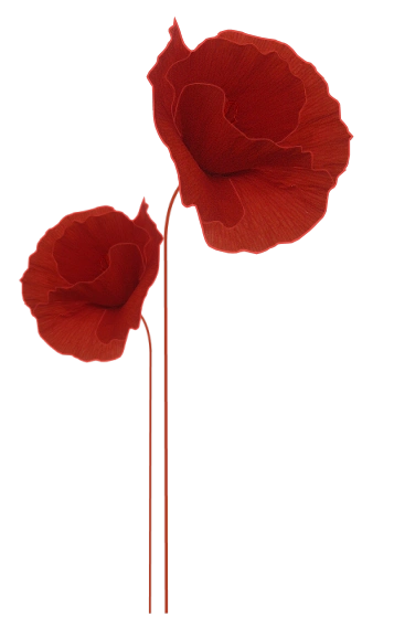 【ps免抠素材】※※※※史上最全的花类png透明素材293p※※※※_ps吧