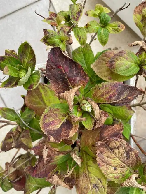 要怎么拯救它,这年还能看花吗#绣球  #无尽夏