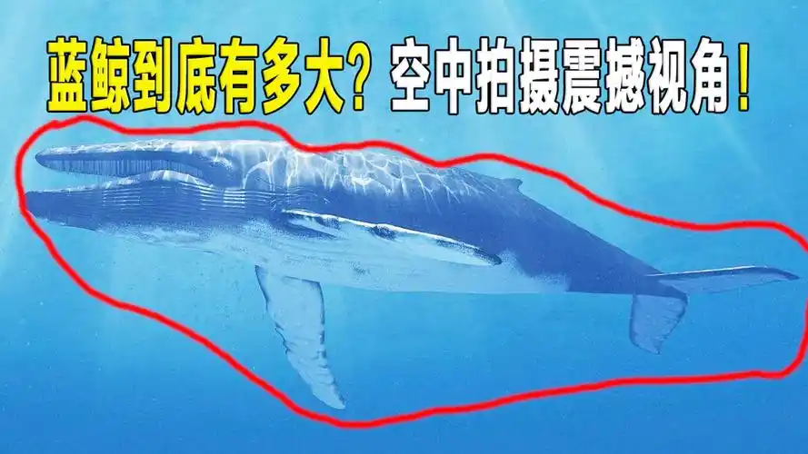 蓝鲸到底有多大空中视角震撼拍摄