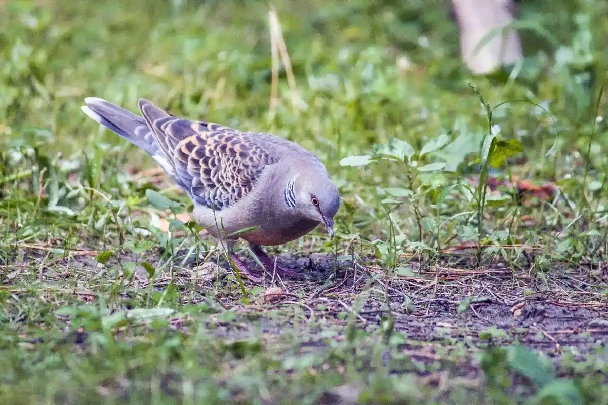 虎纹斑鸠 斑鸠像鸽子