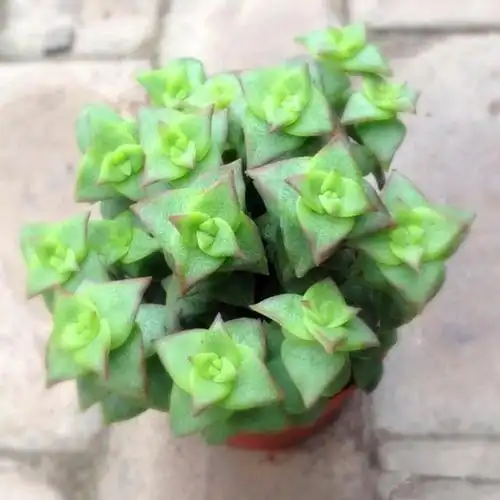 多肉植物-「」星王子