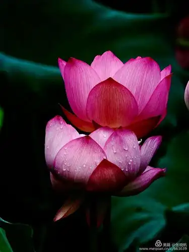 荷花绽放,罕见两对并蒂莲,沁人心扉的美丽