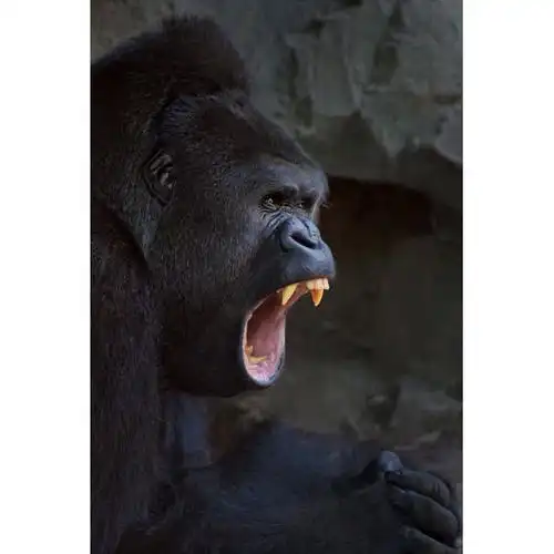 一只怒吼的大猩猩.