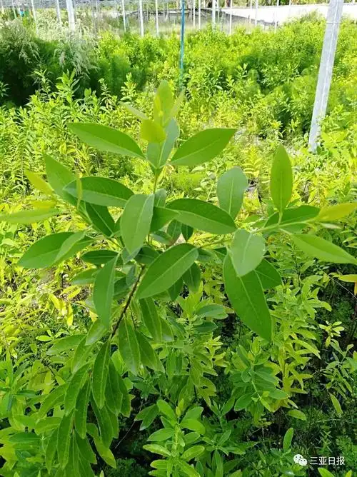 好消息|有"绿色金子"领取了 三亚市民可免费领取30株檀香树苗