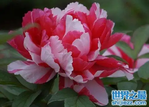 牡丹花十大名贵品种:姚黄第一魏紫第二 - 世界之最