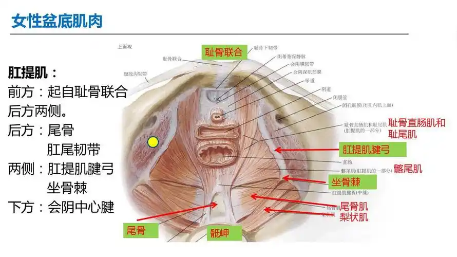 盆底肌肉群大致分为三部分:肛门附近的括约肌,阴道附近肌肉群,以及