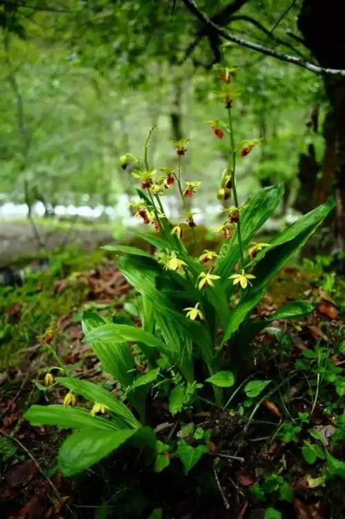p>贡山贝母兰(学名: i>coelogyne gongshanensis /i> h. li ex s. c.