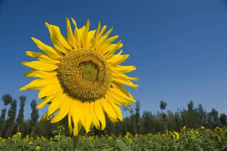 白天,向日葵,生气,盛开,花瓣,蓝天,阳光,花田,太阳花,活力,摄影,朝气