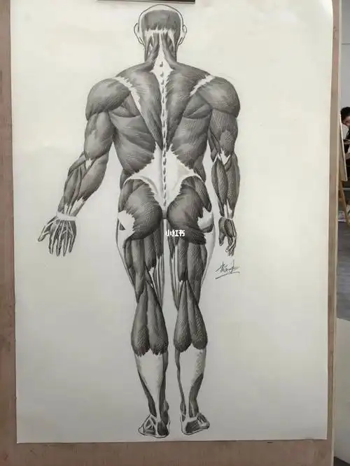 艺用解刨肌肉素描二开