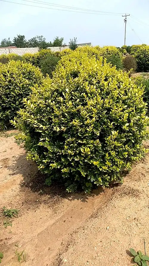 音为有你#金叶女贞球