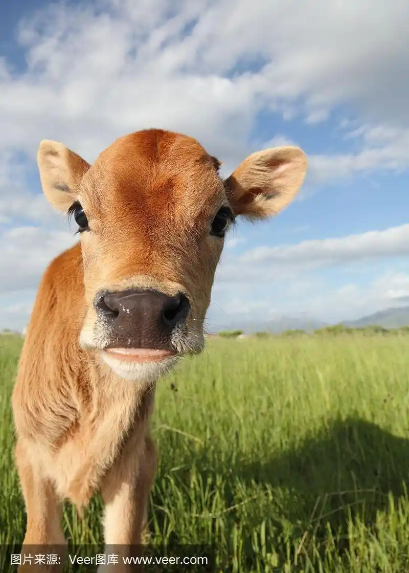 小牛,特写,可爱的,有蹄哺乳动物,好奇心