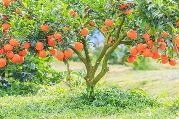 庭院后果树58种常见庭院果树