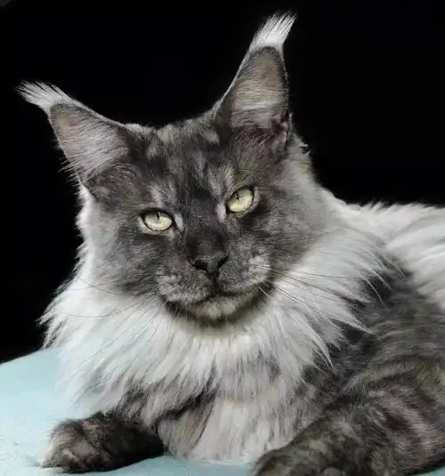 男孩[色][色][色]#缅因猫  #缅因库恩猫  #缅因  #缅因猫舍  #缅因幼