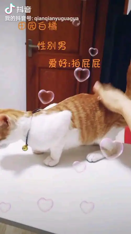 猫咪拍屁屁猫咪萌宠拍屁股猫