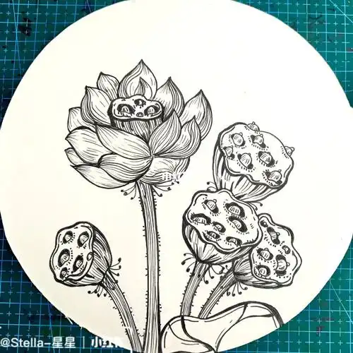 线描《莲》荷花