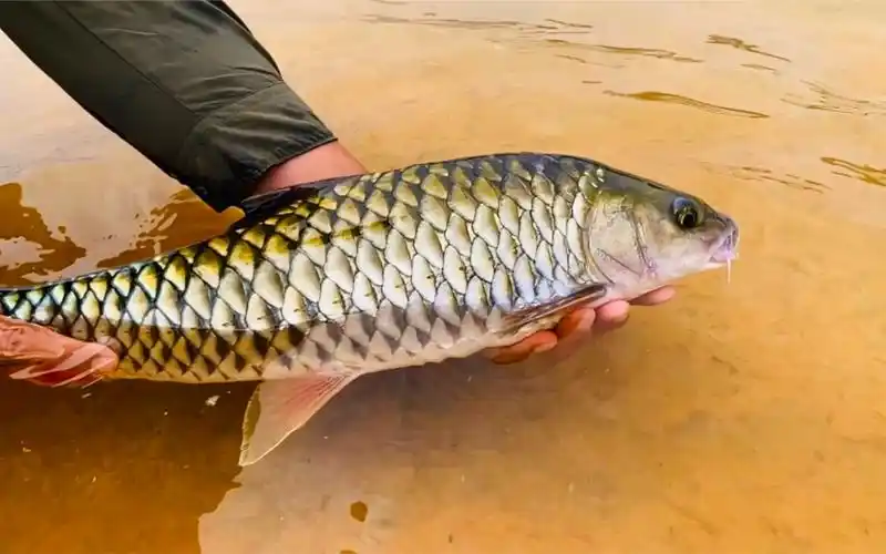 每一次见面都是那么的意外·军鱼