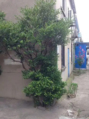 30年,7-8厘米直径小叶黄杨树值多少钱