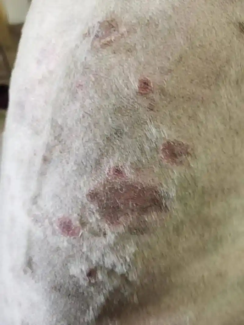 宠物医生,在线免费咨询#科学养宠#狗狗#皮肤病 - 抖音