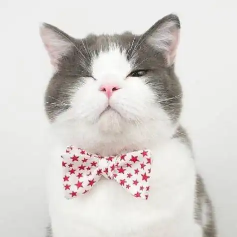 猫图片大全酷头像 头像图片大全 -【爱个性】