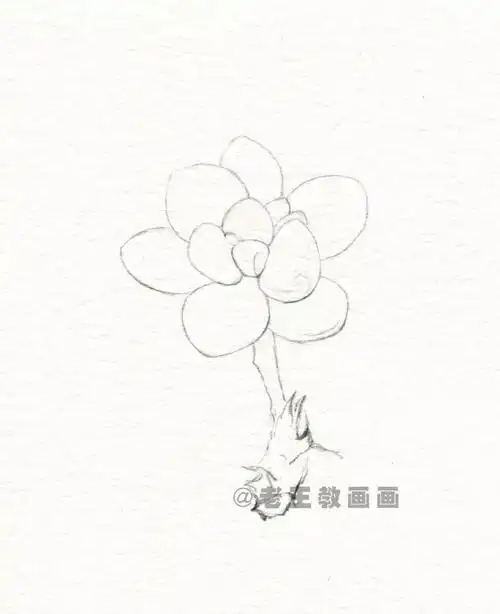 彩铅多肉的基础教程,简单极了!