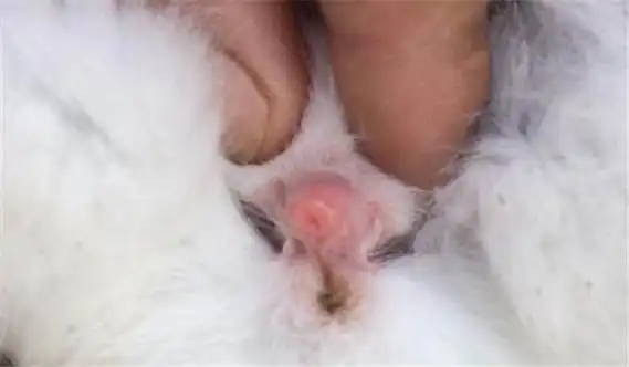 母兔发情怎么看出来