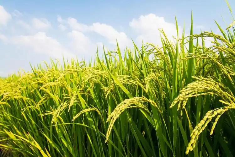 这是水稻的一张照片
