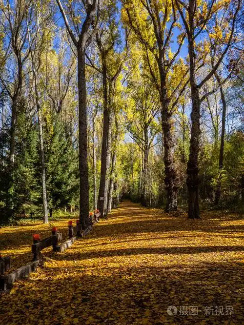 一片树林在一个阳光明媚的秋日拍摄有赭色和绿色还有阳光的入口