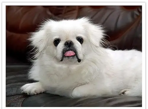 京巴狗掉毛怎么办才好