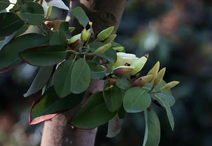 深山含笑千朵万朵含笑开