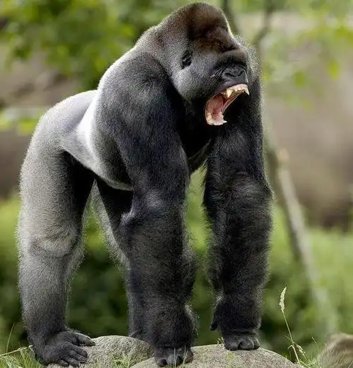 成年大猩猩和凶猛的草原狼对决,谁的胜率更高?