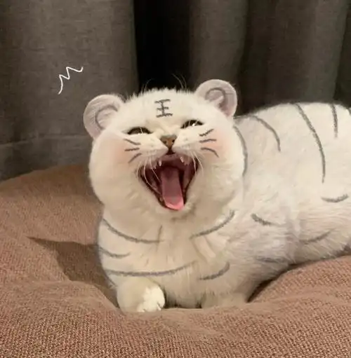 铲屎官们笔下的小脑斧奶凶奶凶的