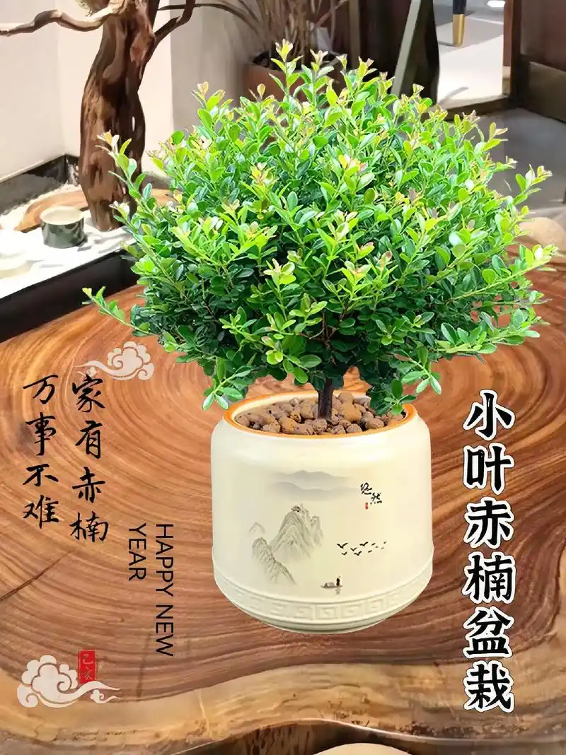 小叶赤楠老桩盆景苗真是太好养了!有水就能活,四季常青,微景观 - 抖音