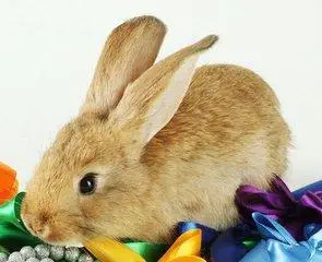 属兔的今年多大,按今年2021年推算如下下列年龄为周岁12011年出生属兔