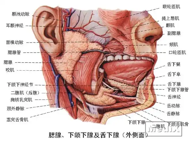 腮腺,下颌下腺及舌下腺(外侧面)