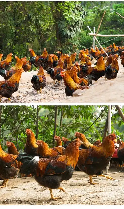280天清远大公鸡扇鸡农家散养土鸡新鲜月子鸡走地鸡草鸡