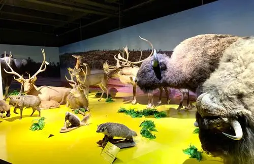 枫叶小镇 "贝林标本之美洲动物特展"