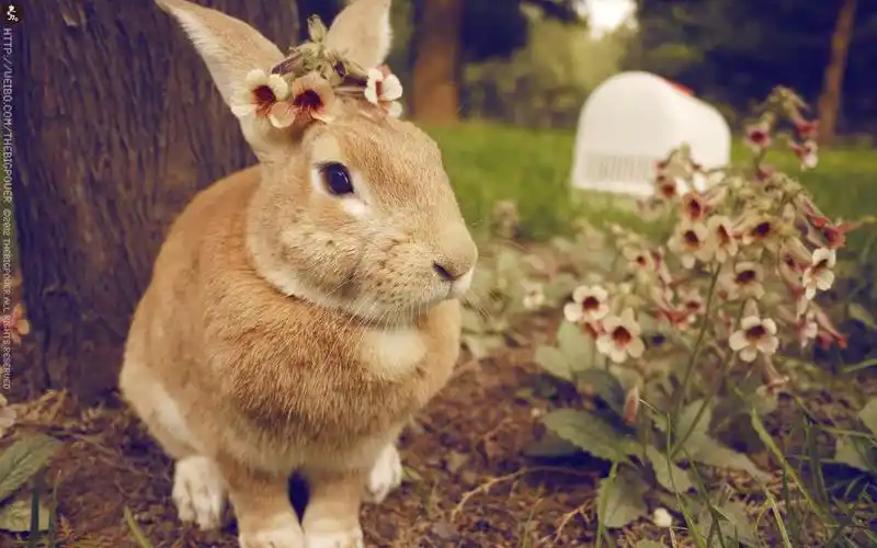 超萌萌兔史大力精选桌面壁纸