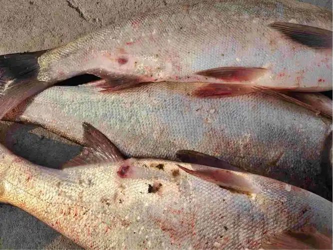 白鲢尾巴处怎么不同程度发生溃烂