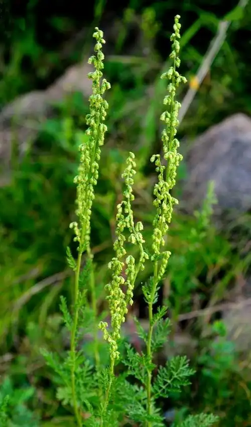 p>裂叶蒿(学名: i>artemisia tanacetifolia /i> linn.