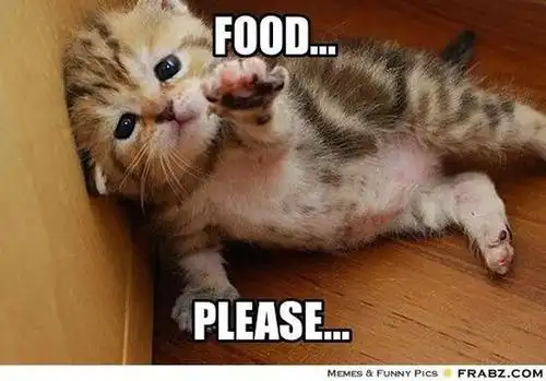 快给我吃的,我要饿死啦!