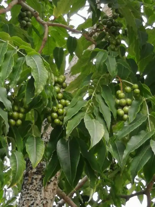 满树黄檗(东师大生命广场)