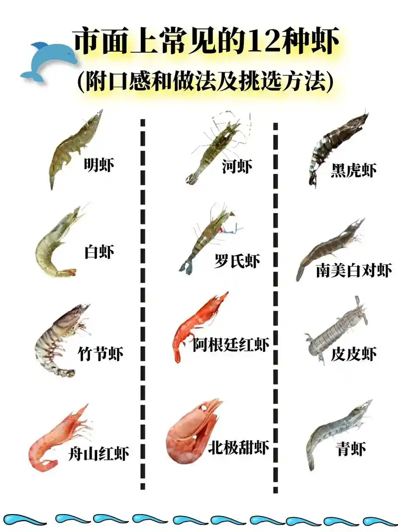 常见虾类,今天一次性讲清楚(建议收藏).#抖音百分大战 #海 - 抖音