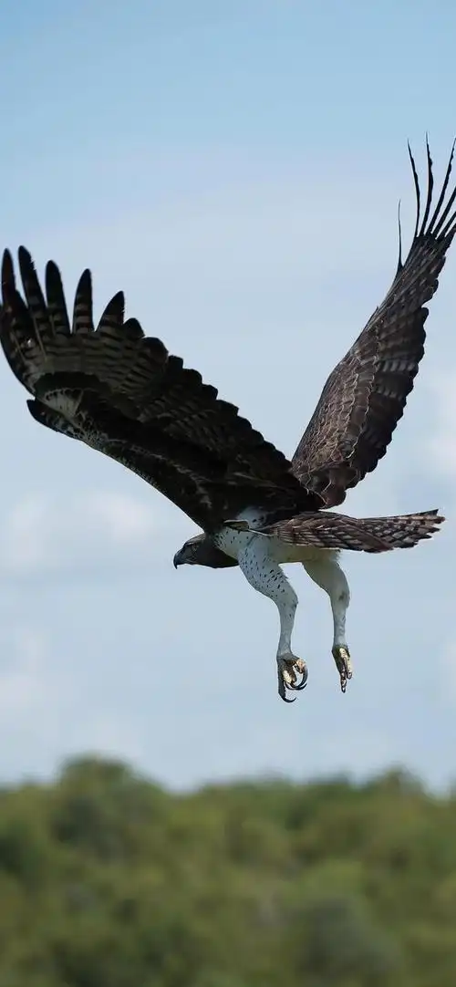手机壁纸|雄鹰当展翅高飞,翱翔于九天之上|九天|展翅高飞|雄鹰_手机