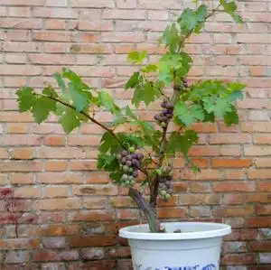 葡萄苗盆栽 葡萄树苗 品种齐全庭院果树苗葡萄种子 葡萄果树包邮