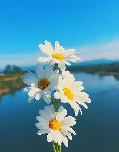 唯美励志正能量句子,句句激励人心!