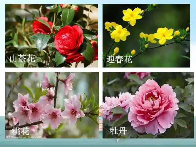 部编版小学语文二年级上册我爱阅读十二月花名歌图文解读知识点