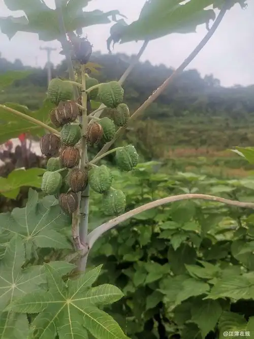 图片上的这种植物种子可以做药吗?有谁知道吗?
