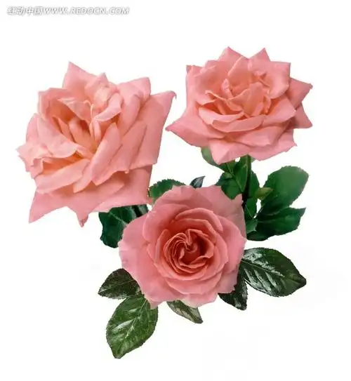 三朵盛开的月季花psd抠图素材免费下载_红动中国