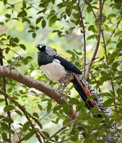 树上的白腹锦鸡